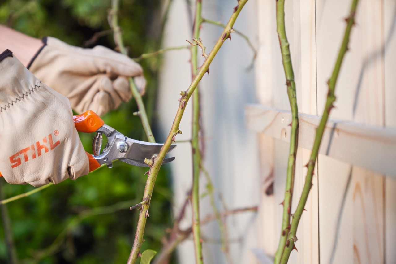 Някой подрязва рози с градинска ножица STIHL Bypass PG 20